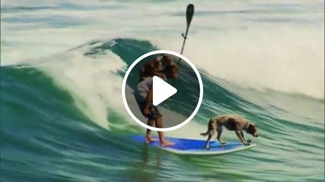 Surfing Dogs - Video & GIFs | summer surfing, waves, funny pet, funny dog, surf board