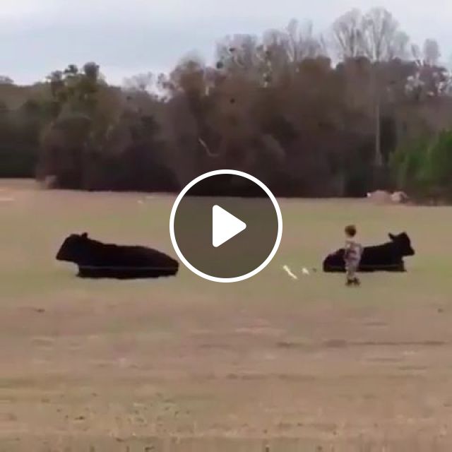 The Bravest Kid In The World - Video & GIFs | cow, kid, funny, brave, farm