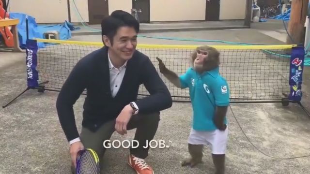 Air monkey jumping shot, monkey, animal, sport, tennis.