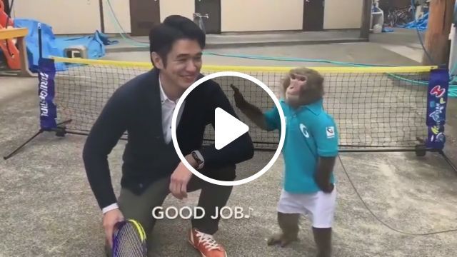 Air monkey jumping shot, monkey, animal, sport, tennis. #0