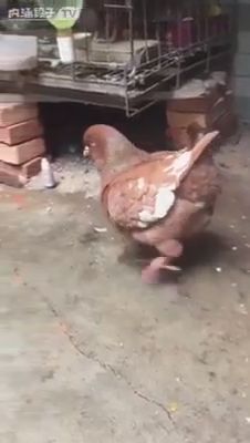 Omg, is this a chicken or a pigeon?, pigeon, chicken, funny animal, hen, henhouse.