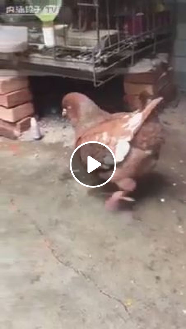 OMG, Is This A Chicken Or A Pigeon? - Video & GIFs | pigeon, chicken, funny animal, hen, henhouse