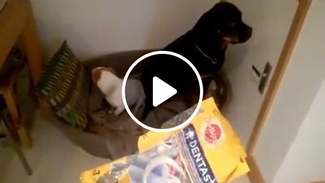 I Don't Know Who Did It - Video & GIFs | dog, pet, eat, cute