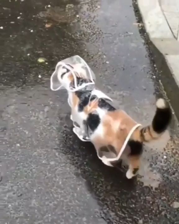 Cat in raincoat gif, cute pet, rain, cute cat.