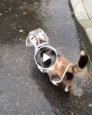 Cat in raincoat gif