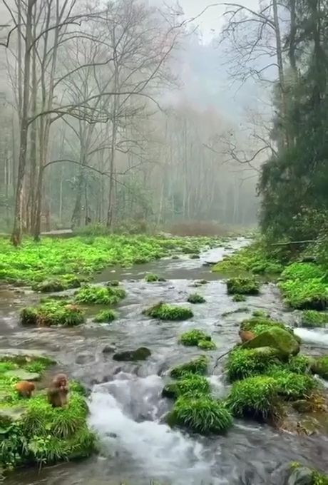 Beautiful peaceful stream, beautiful nature, forest, monkey.