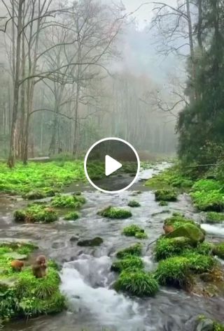 Beautiful peaceful stream