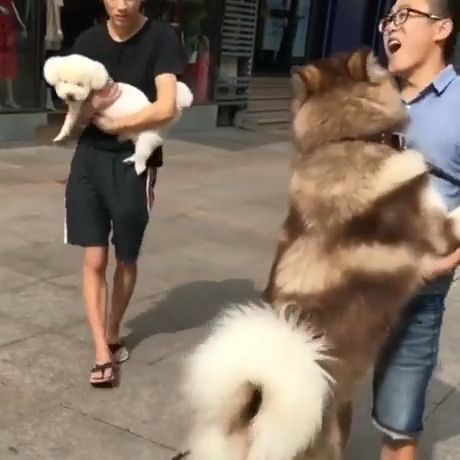 How to carry a big puppy lol, alaskan malamute, funny dog videos, funny pet, puppy.