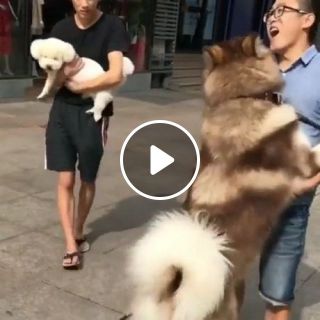 How to carry a big puppy LOL
