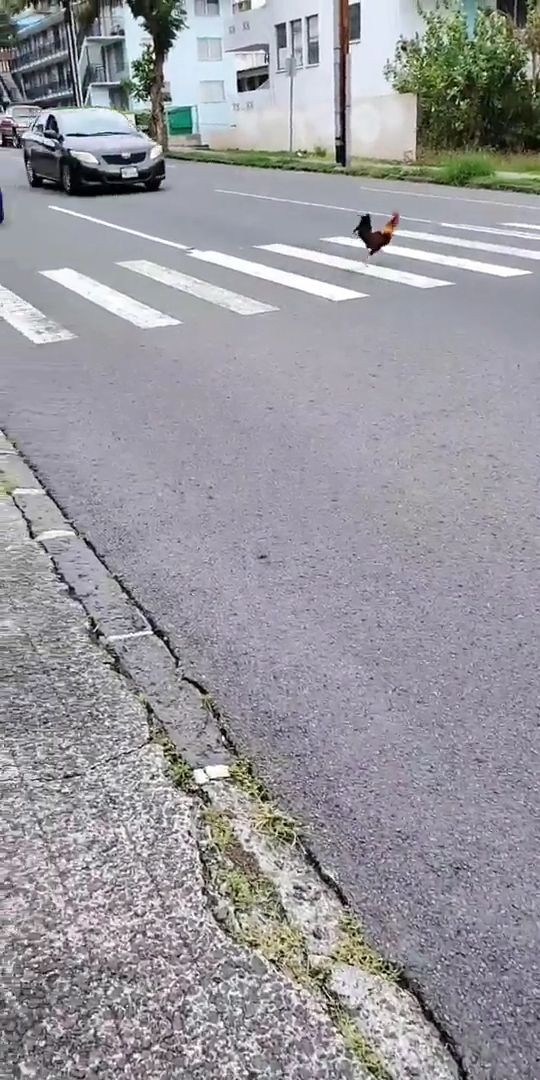 Why did the chicken cross the road, funny animal videos, chicken, funny.