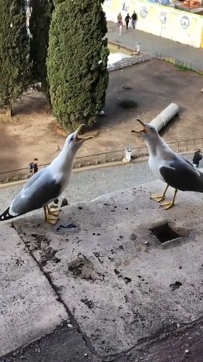 These Poor People Can't Fly LOL. Funny Bird. Funny Animal Videos. Bird. Seabird.