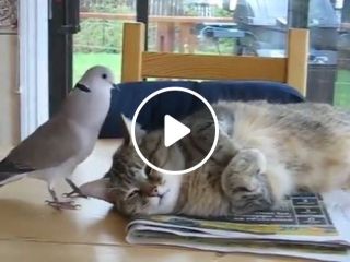 Bird annoying cat (troll dove)
