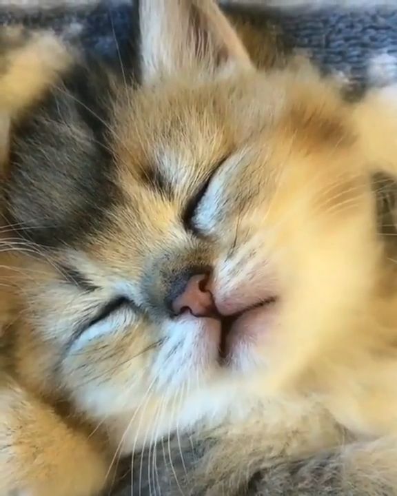 Cute Sleeping Cat. Cute Sleeping Cat. Cute Sleeping Kitten. Cute Pet. Sleep.