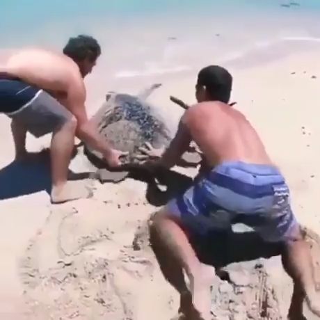 Saving flipped turtle, beach, sea, rescue, funny.