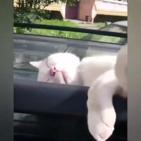 Cat sleeps on roof car, funny cat videos, funny pet, sleep, car.