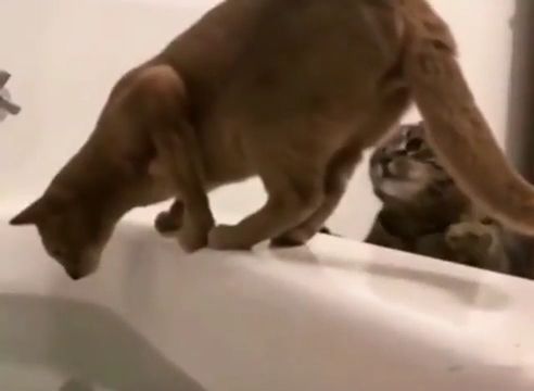 Way To Overcome Shyness. Funny Cat Videos. Funny Pet. Wet.