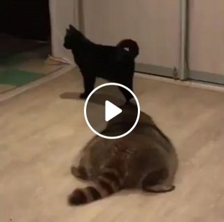 Ninja Raccoon sneak attacks Cat