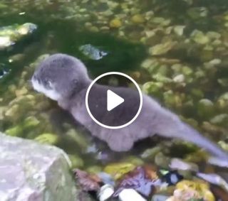 Baby otter first time in the water