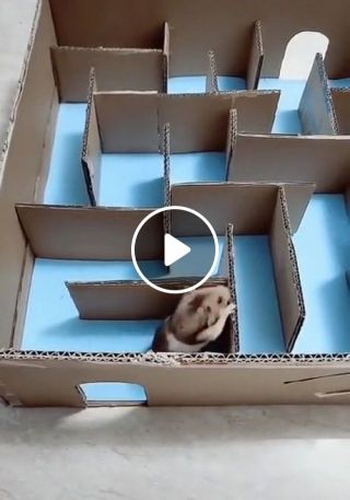 Cute and funny Hamsters running in tank maze race