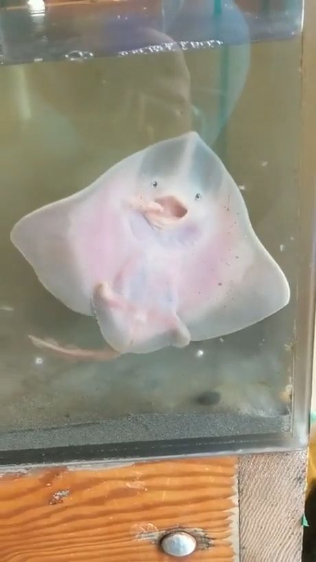 Cute baby stingray trying to eat dinner, cute pet, fish, stingray, dinner.