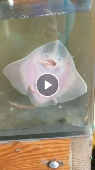 Cute baby stingray trying to eat dinner