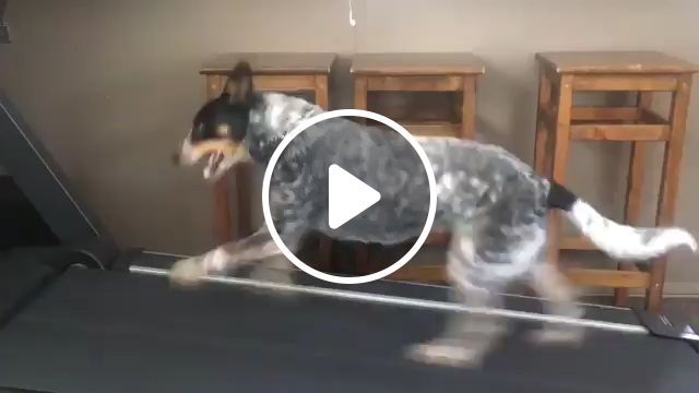 Dog running on treadmill - a good idea, funny dog videos, treadmill, workout, funny pet. #0