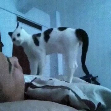 Adorable Cat Alarm Clock. Funny Cat Videos. Funny. Wake Up. Pet.