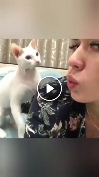 Cat Hate Selfies - It Don't Want To Be In Your Stupid Selfies