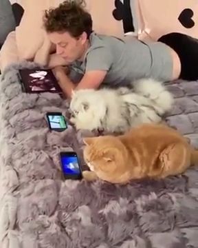 How Do You Relax In Your Spare Time. Funny Cat Videos. Funny Pet. Cute Cat.