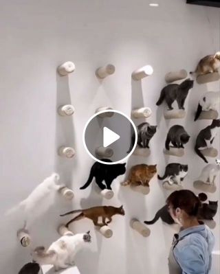 Wall of Sisal Posts for Cats