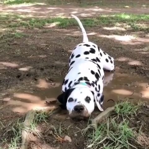 Reason you should never let your dog play in the mud, funny dog videos, funny pet, mud, dalmatian.