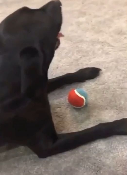 The Funniest Dog Prank. Funny Dog Videos. Funny Pet. Ball. Funny. Prank.