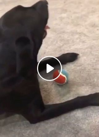 The funniest dog prank