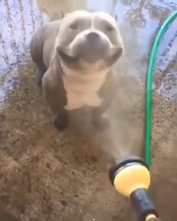 Cool your dog on a hot summer day, funny dog videos, funny pet.