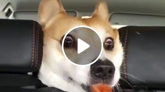 Summoning A Corgi - Video & GIFs | funny dog gif, funny corgi, funny pet, pembroke welsh corgi