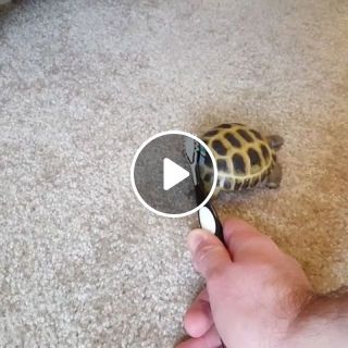 Baby Toothbrush Turtle