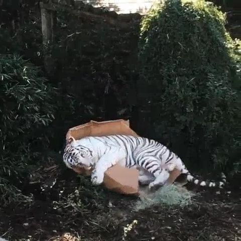 Big cats like boxes too, funny animal videos, tiger, funny cat.