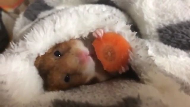 Adorable hamster eating a carrot before sleeping, cute animal videos, adorable, hamster, carrot.