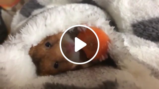 Adorable hamster eating a carrot before sleeping, cute animal videos, adorable, hamster, carrot. #0