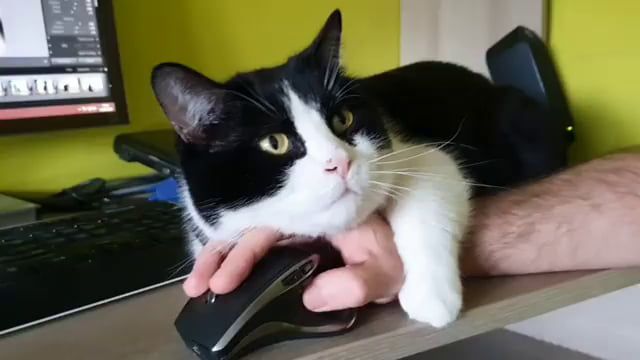 Working from home is hard work, funny, funny cat videos, work from home.
