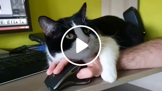 Working from home is hard work, funny, funny cat videos, work from home. #0
