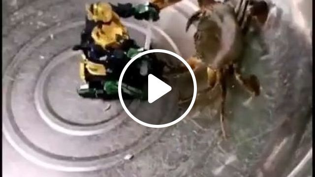 Viral Video Of Crab Vs Toy Robot Fight Shows, Fight, Awesome, Crab, Funny, Robot. #0