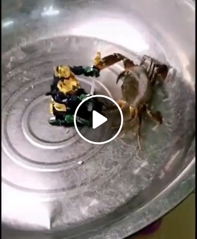 Viral Video Of Crab Vs Toy Robot Fight Shows, Fight, Awesome, Crab, Funny, Robot. #1