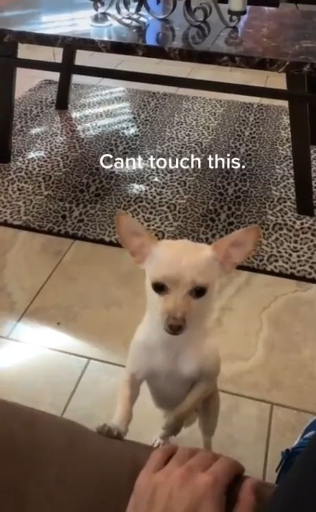 Safety First Wash Your Hands - Video & GIFs | coronavirus,chihuahua,puppy,funny dog videos,funny