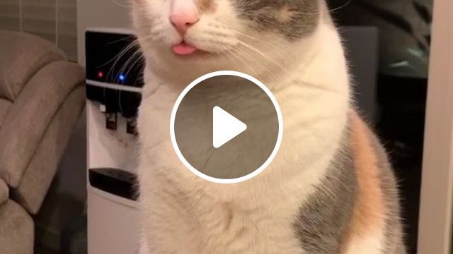 That's The Cutest Thing I've Ever Seen Gif - Video & GIFs | funny pet, tongue, cute cat, funny cat