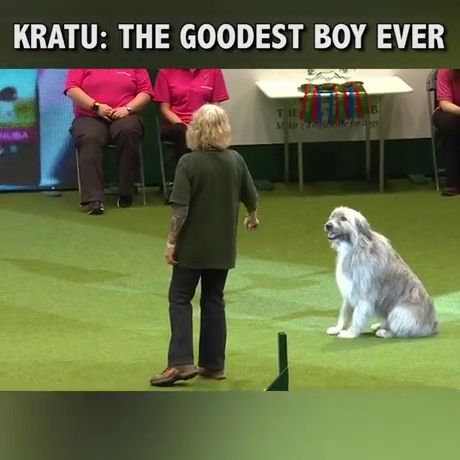 Adorable rescue dog kratu, funny dog videos, funny pet.