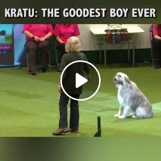 Adorable rescue dog Kratu