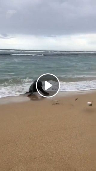 Sea Lion Chases Fish Caught on Hook