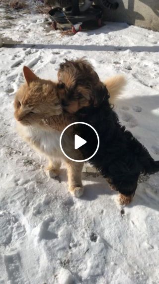 Cute cat and adorable puppy