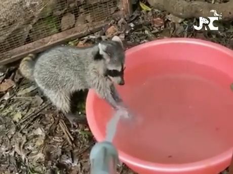 Clean hands protect against infection, Funny Raccoon Videos, Wash Your Hands, Funny Animal